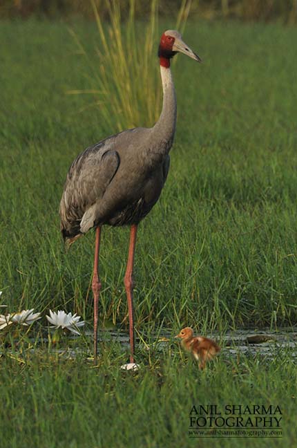 Birds- Sarus Crane (Grus Antigone) Mom Sarus Crane, Grus Antigone (Linnaeus) with chick at Greater Noida, Uttar Pradesh, India. by Anil