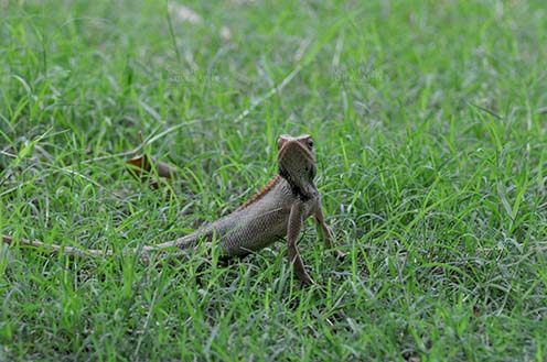 Reptiles- Oriental Garden Lizard Noida, Uttar Pradesh, India- July 7, 2016: Oriental Garden Lizard or Eastern Garden Lizard (Calotes versicolor) in the garden at Noida, Uttar Pradesh, India. by Anil