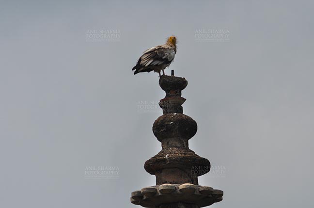 Monuments- Palaces and Temples of Orchha, Madhya Pradesh, India. (Photo: Atul Sharma) Orchha, Madhya Pradesh, India- August 20, 2012: an Egyptian Vulture (Neophron Perchopterus) perches on the roof of the sandstone Jahangir Mahal (Palace) at Orchha, Madhya Pradesh, India. by Anil