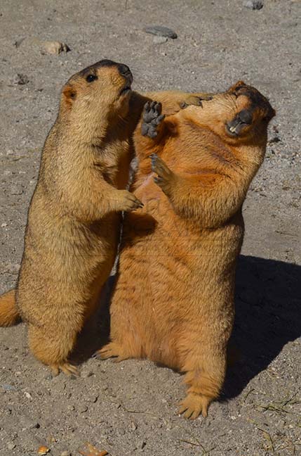 Wildlife- The Himalayan Marmots, Leh, Ladakh, India. (Photo: Atul Sharma) Will you marry me ? by Anil