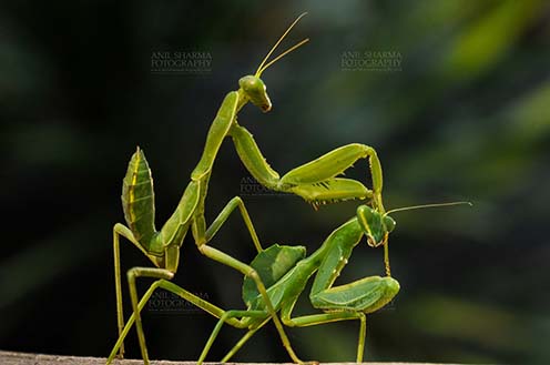 Insect- Praying Mantis Side view of two Praying Mantis, Mantodea (or mantises, mantes) mating on a tree branch in garden at Noida, Uttar Pradesh, India. by Anil