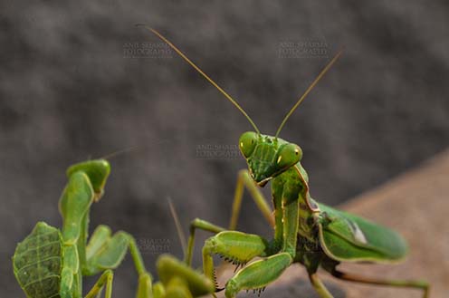 Insect- Praying Mantis Close-up of head of a Praying  Mantis, Mantodea (or mantises, mantes) in a garden at Noida, Uttar Pradesh, India by Anil