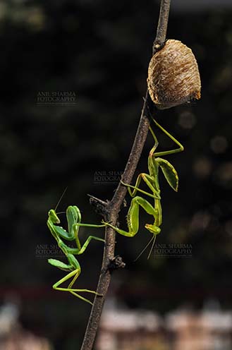 Insect- Praying Mantis Two Praying Mantis, Mantodea (or mantises, mantes) with ootheca the protective capsule with the eggs on a tree branch at Noida, Uttar Pradesh, India. by Anil