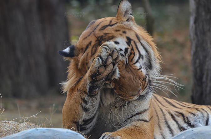 Wildlife- Royal Bengal Tiger (Panthera Tigris Tigris) Royal Bengal Tiger, New Delhi, India- April 5, 2018: Portrait of a Royal Bengal Tiger (Panthera tigris Tigris) scratching its head at New Delhi, India. by Anil