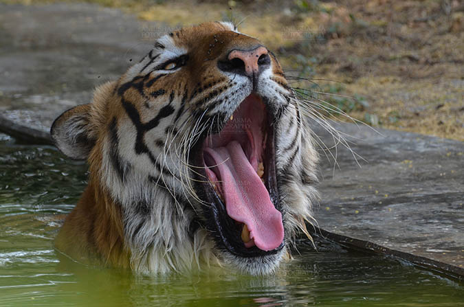 Wildlife- Royal Bengal Tiger (Panthera Tigris Tigris) Royal Bengal Tiger, New Delhi, India- April 5, 2018: A Royal Bengal Tiger (Panthera tigris Tigris) yawning and bathing in water at New Delhi, India. by Anil