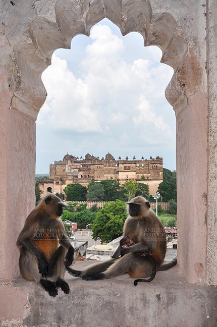 Monuments- Palaces and Temples of Orchha Orchha, Madhya Pradesh, India- August 20, 2012: Grey Langurs family (Hanuman Monkeys,  Semonpithecus entellus) sitting inside Chaturbhuj Temple, Orchha, Madhya Pradesh, India. by Anil