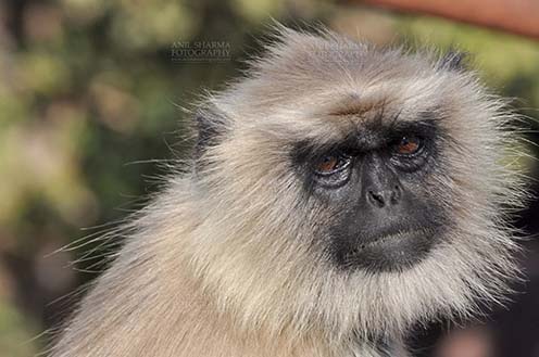 Wildlife- Gray or Common Indian Langur, Bhopal, Madhya Pradesh, India. (Photo: Anil Sharma) Close-up of an old female black footed Gray Langur (Semnopithecus hypoleucos) sitting on a tree branch at Bhopal, Madhya Pradesh, India. by Anil