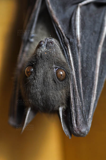 Wildlife- Indian Fruit Bat (Petrous giganteus) Indian Fruit Bats (Pteropus giganteus) Noida, Uttar Pradesh, India- January 19, 2017: Indian fruit bat photographed in a captive situation in its typical roosting grooming poses while hanging upside down from a limb at Noida, Uttar Pradesh, India. by Anil