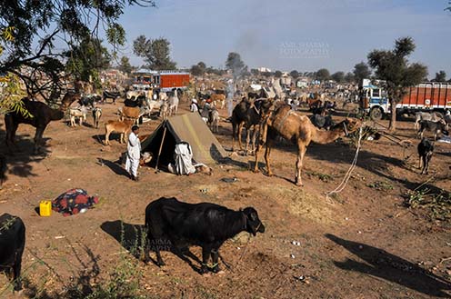 Fairs- Nagaur Cattle Fair (Rajasthan) Nagaur, Rajasthan, India- Febuary 10, 2011: Farmers with their camels, cows and baffalos to sale them at Nagarur cattle fair, Nagaur, Rajasthan (India). by Anil