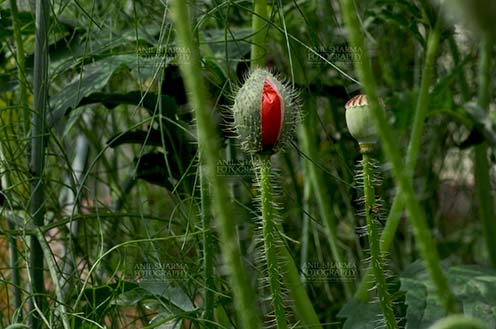 Flowers- Poppy Flower (Papaver oideae) Noida, Uttar Pradesh, India. (Photo: Anil Sharma) Beautiful Red colour poppy (Papaver oideae) bud with green background in a small garden at Noida, Uttar Pradesh, India. by Anil