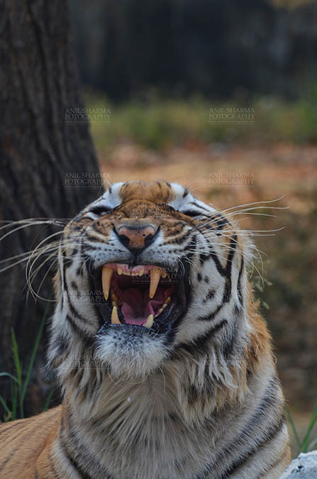Wildlife- Royal Bengal Tiger (Panthera Tigris Tigris) Royal Bengal Tiger, New Delhi, India- April 5, 2018: Portrait of A Royal Bengal Tiger (Panthera tigris Tigris) in furious mood showing its canines at New Delhi, India. by Anil
