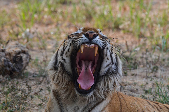 Wildlife- Royal Bengal Tiger (Panthera Tigris Tigris) Royal Bengal Tiger, New Delhi, India- April 2, 2018: A Royal Bengal Tiger (Panthera tigris Tigris) in furious mood showing his teeth at  New Delhi, India. by Anil