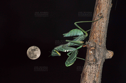 Insect- Praying Mantis Side view of a Praying Mantis, Mantodea (or mantises, mantes) in resting position on full moon night in a garden at Noida, Uttar Pradesh, India. by Anil