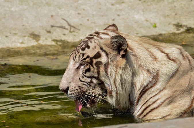 Wildlife- White Tiger (Panthera Tigris) White Tiger, New Delhi, India- April 8, 2018: A White Tiger (Panthera tigris) drinking water at New Delhi, India. by Anil