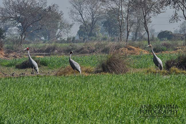 Birds- Sarus Crane (Grus Antigone) A Sarus Crane family, Grus Antigone (Linnaeus) in an agricultural field at Dhanauri wetland, Greater Noida, Uttar Pradesh, India. by Anil