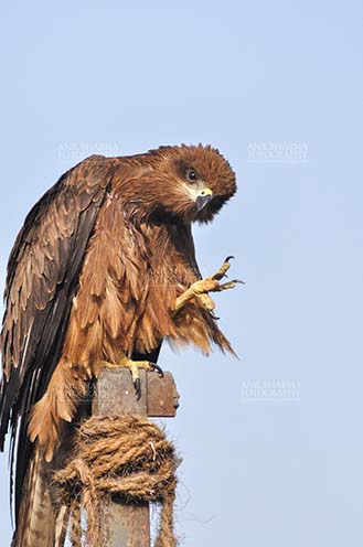 Birds-  Black Kite Milvus migrans (Boddaert) “Thousand Salutes to all Nature Lovers”- Papa Black Kite by Anil