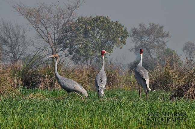 Birds- Sarus Crane (Grus Antigone) Dhanauri wetland, Greater Noida, India. (Photo: Anil Sharma) A Sarus Crane family, Grus Antigone (Linnaeus) in an agricultural field at Dhanauri wetland, Greater Noida, Uttar Pradesh, India. by Anil