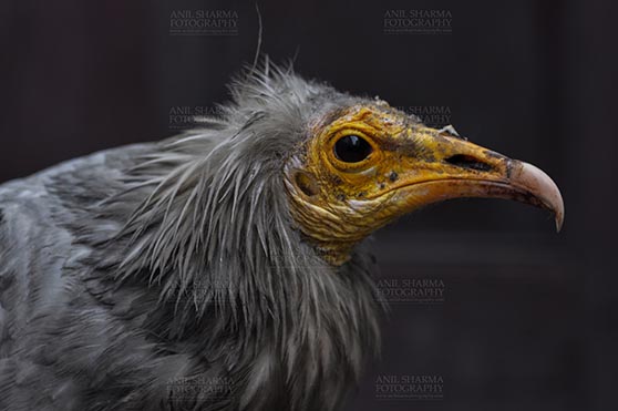 Birds- Egyptian Vulture (Neophron percnopterus) Aligarh, Uttar Pradesh, India. (Photo: Anil Sharma) The Egyptian vulture, Aligarh, India- January 21, 2017: Close-up of an adult Egyptian Vulture with dark background at Aligarh, India. by Anil