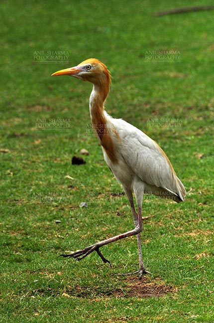Birds- Cattle Egret (Bubulcus ibis) Noida, India- July 12, 2012: Cattle Egret (Bubulcus ibis) during breeding season with orange pullme on its head and back in a garden at Noida, Uttar Pradesh, India. by Anil