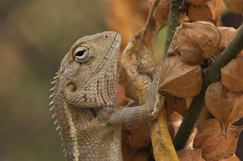 Reptiles- Oriental Garden Lizard Noida, Uttar Pradesh, India- May 18, 2011: Close-up of the head of an Oriental Garden Lizard (Calotes versicolor at Noida, Uttar Pradesh, India. by Anil