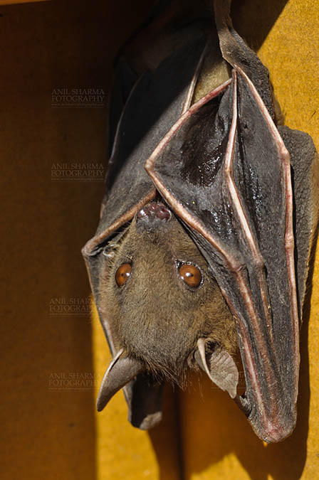 Wildlife- Indian Fruit Bat (Petrous giganteus) Noida, Uttar Pradesh, India.(Photo: Anil Sharma) Indian Fruit Bats (Pteropus giganteus) Noida, Uttar Pradesh, India- January 19, 2017: An Indian fruit bat,urinating, licking its urine while hanging upside down at Noida, Uttar Pradesh, India. by Anil