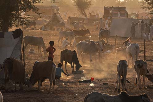 Fairs- Nagaur Cattle Fair (Rajasthan) Nagaur, Rajasthan, India- Febuary 10, 2011: Sunset time, farmers with their families cattles and bullcarts at the Nagaur cattle fair, Nagaur, Rajasthan (India). by Anil
