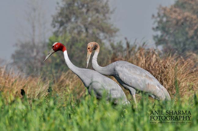 Birds- Sarus Crane (Grus Antigone) Mom  Sarus Crane, Grus Antigone (Linnaeus) with her young chick at Dhanauri wetland, Greater Noida, Uttar Pradesh, India. by Anil