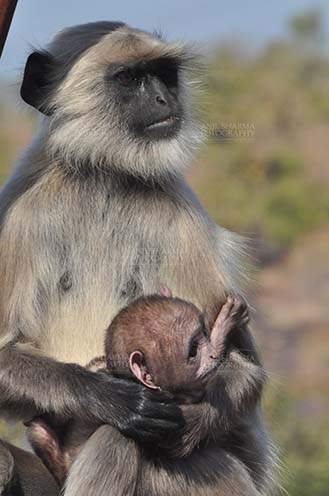 Wildlife- Gray or Common Indian Langur (India) A suckling black footed baby Gray Langur (Semnopithecus hypoleucos) in Mom's arms at Bhopal, Madhya Pradesh, India. by Anil