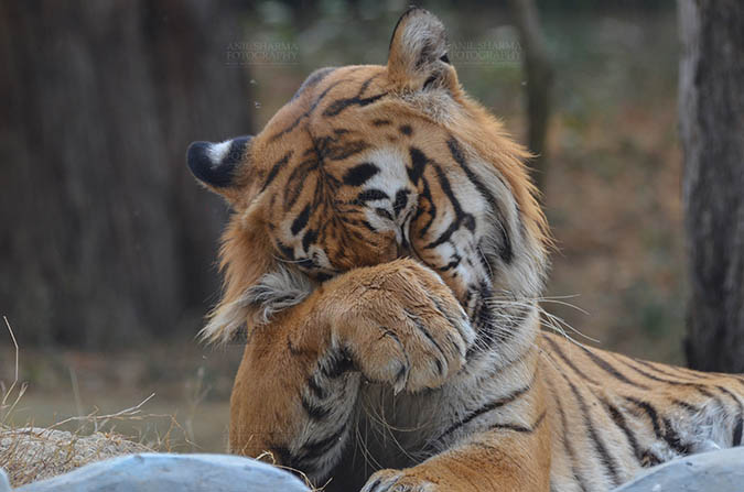 Wildlife- Royal Bengal Tiger (Panthera Tigris Tigris) Royal Bengal Tiger, New Delhi, India- April 5, 2018: Portrait of a Royal Bengal Tiger (Panthera tigris Tigris) rubbing its eyes at New Delhi, India. by Anil