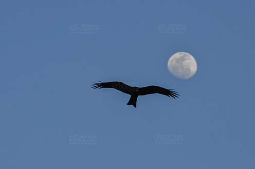 Raptors: Black Kite Milvus migrans (Boddaert) (Photo: Anil Sharma) High High in the Sky !!!!!! by Anil