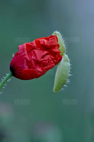 Flowers- Poppy Flower (Papaver oideae) Noida, Uttar Pradesh, India. (Photo: Anil Sharma) Beautiful Red colour poppy (Papaver oideae) bud with green background in my small garden at Noida, Uttar Pradesh, India. by Anil