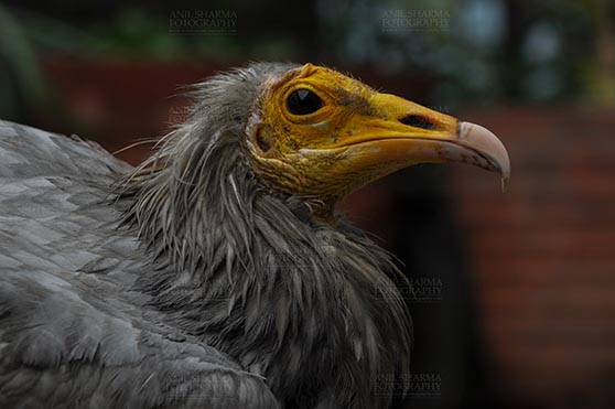 Birds- Egyptian Vulture (Neophron percnopterus) Egyptian vulture, Aligarh, Uttar Pradesh, India- January 21, 2017:  Close-up of an adult Egyptian Vulture with dark background at Aligarh, Uttar Pradesh, India. by Anil