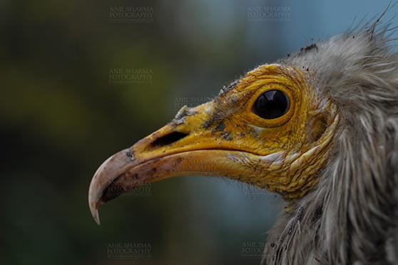 Birds- Egyptian Vulture (Neophron percnopterus) Egyptian vulture, Aligarh, Uttar Pradesh, India- January 21, 2017:   Close-up of an adult Egyptian Vulture with green background at Aligarh, Uttar Pradesh, India. by Anil