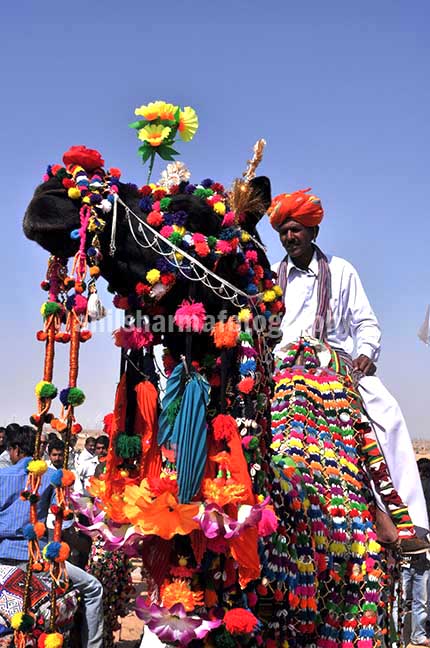 Festivals- Jaisalmer Desert Festival, Rajasthan Decorated camel for best decorated camel competition at jaisalmer desert fair. by Anil