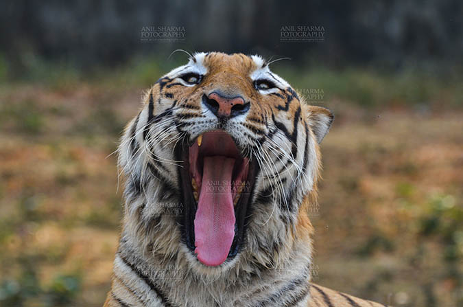 Wildlife- Royal Bengal Tiger (Panthera Tigris Tigris) Royal Bengal Tiger, New Delhi, India- April 5, 2018: A Royal Bengal Tiger (Panthera tigris Tigris) yawning at  New Delhi, India. by Anil