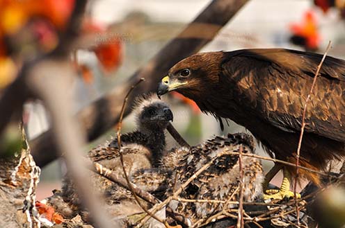 Raptors: Black Kite Milvus migrans (Boddaert) (Photo: Anil Sharma) Mom Black Kite with her Chicks. by Anil