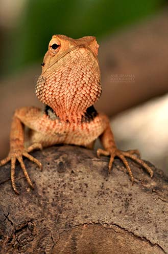 Reptiles- Oriental Garden Lizard Noida, Uttar Pradesh, India- May 21, 2012: Front pose of an Oriental Garden Lizard, Eastern Garden Lizard or (Calotes versicolor) at Noida, Uttar Pradesh, India. by Anil