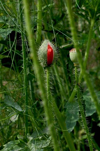 Flowers- Poppy Flowers (Papaver oideae) Beautiful Red Color Poppy (Papaver oideae) buds with green color background in a garden at Noida, Uttar Pradesh, India. by Anil