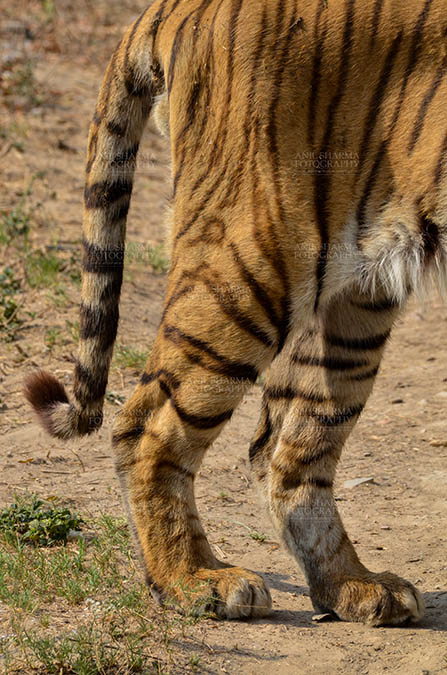 Wildlife- Royal Bengal Tiger (Panthera Tigris Tigris) Royal Bengal Tiger, New Delhi, India- April 2, 2018: Tail and hide limb of a Royal Bengal Tiger (Panthera tigris Tigris) at New Delhi, India. by Anil