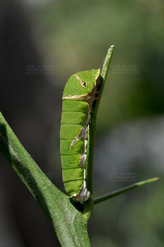 Insects- Caterpillar, Noida, Uttar Pradesh, India. (Photo: Anil Sharma) Noida, Uttar Pradesh, India- April 7, 2016: A Citrus (Lime, lemon) Swallowtail butterfly caterpillar (Papilio demoleus) at Noida, Uttar Pradesh, India. by Anil