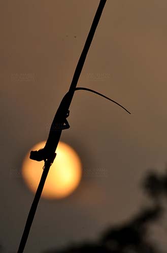Reptiles- Oriental Garden Lizard Noida, Uttar Pradesh, India- July 30, 2014: Oriental Garden Lizard or Eastern Garden Lizard (Calotes versicolor) on a wire enjoying sunset scene at Noida, Uttar Pradesh, India. by Anil