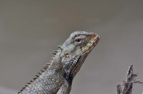 Reptiles- Oriental Garden Lizard Noida, Uttar Pradesh, India- July 31, 2016: Close-up of an Oriental Garden Lizard, Eastern Garden Lizard or Changeable Lizard (Calotes versicolor) Noida, Uttar Pradesh, India. by Anil