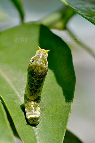 Insects- Caterpillar Noida, Uttar Pradesh, India- April 6, 2016: Hungry Citrus Swallowtail Butterfly caterpillar on a lemon tree leaf at Noida, Uttar Pradesh, India. by Anil