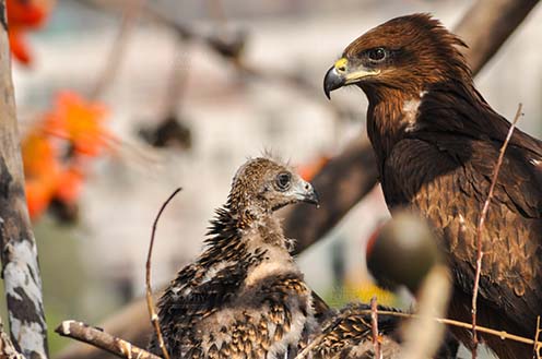 Birds-  Black Kite Milvus migrans (Boddaert) Listening to Mom’s Advice. by Anil