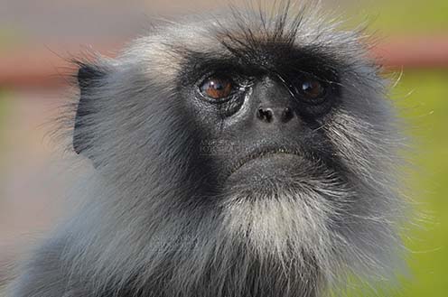Wildlife-Grey or Common Indian Langur (India) Close-up of a black footed Gray Langur’s (Semnopithecus hypoleucos) at Bhopal, Madhya Pradesh, India. by Anil