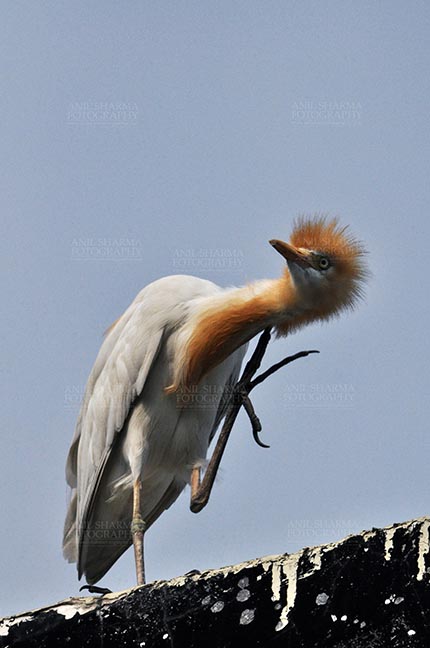 Birds- Cattle Egret (Bubulcus ibis) Noida, India- July 30, 2014: Cattle Egret (Bubulcus ibis) during breeding season  scratching neck with orange pullme on its head and neck at Noida, Uttar Pradesh, India. by Anil