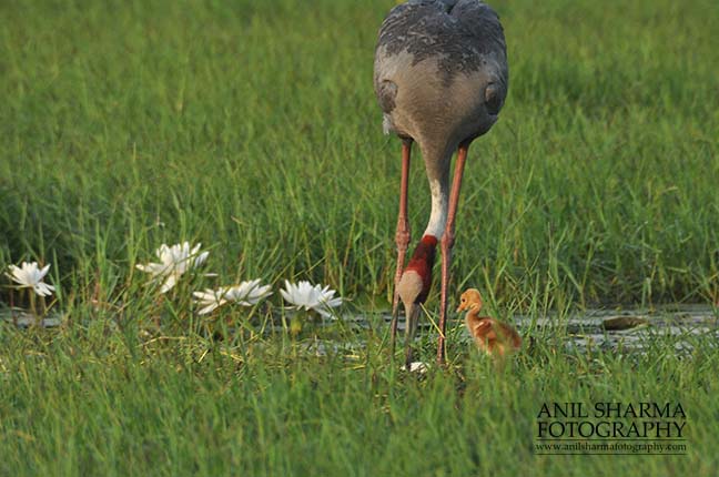 Birds- Sarus Crane (Grus Antigone) Greater Noida, India. (Photo: Atul Sharma) Mom Sarus Crane, Grus Antigone (Linnaeus), searching for food for her chick at Greater Noida, Uttar Pradesh, India. by Anil
