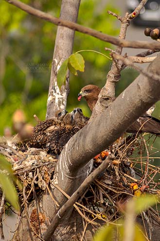 Birds-  Black Kite Milvus migrans (Boddaert) Mom Black Kite feeding raw meat to her hungry chicks. by Anil