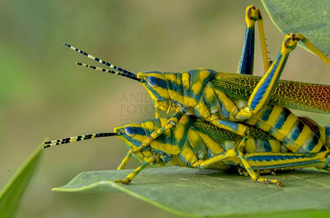 Insects- Indian Painted Grasshopper An Indian Painted Grasshopper, Poekilocerus Pictus, pair caught in a somewhat compromising position at Noida, Uttar Pradesh, India. by Anil