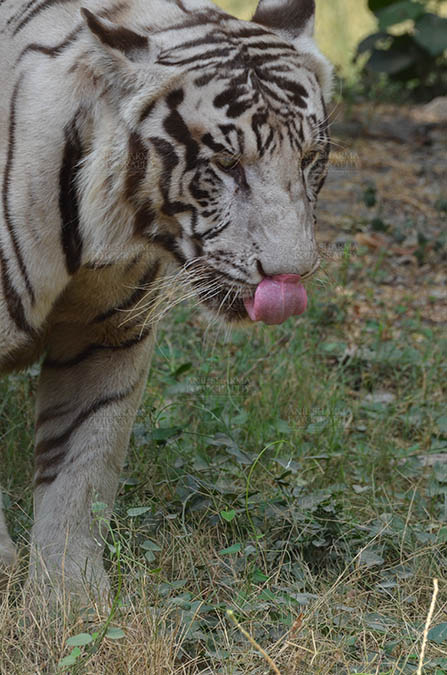 Wildlife- White Tiger (Panthera Tigris) White Tiger, New Delhi, India- June 20, 2018: A White Tiger (Panthera tigris) roaming, showing its tongue at New Delhi, India. by Anil